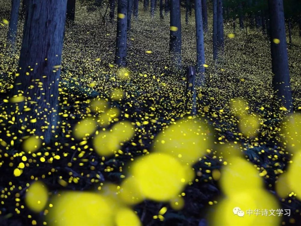 古诗词|古诗词中的夏日时光， 心静自然凉意生