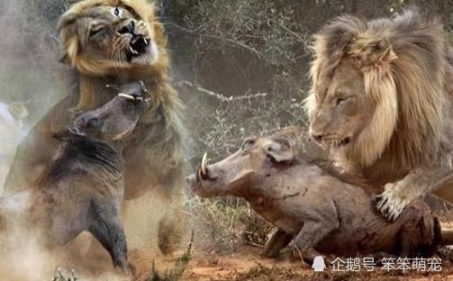 世界上最好战的猪,见非洲雄狮不跑还要单挑,连东北虎也不正眼瞧