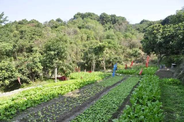 种花种草 不如守一方菜园终老