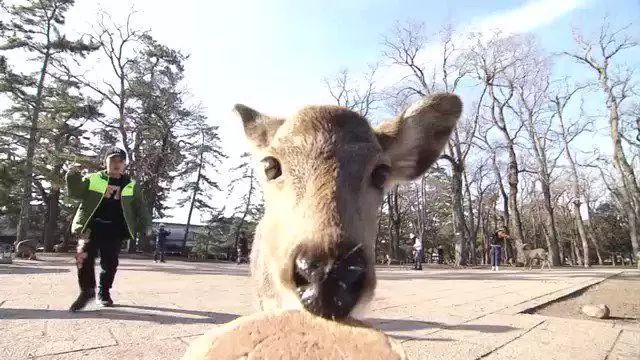 日本奈良鹿攻击游客事件创新高,治愈之鹿为何