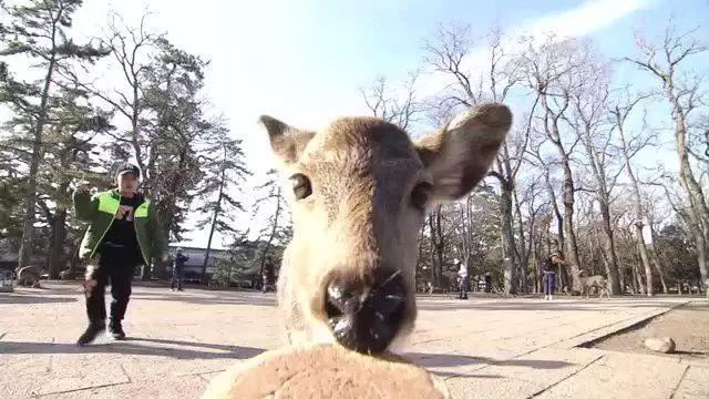 日本奈良鹿攻击游客事件创新高,治愈之鹿为何