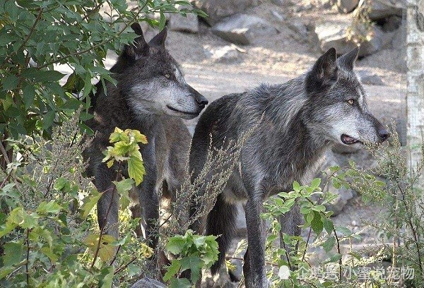 犬科动物战斗力排名,北美灰狼的战斗力到底有