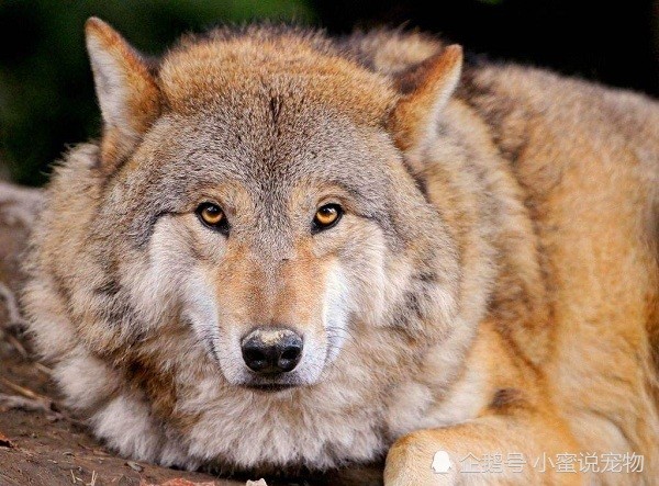 犬科动物战斗力排名,北美灰狼的战斗力到底有