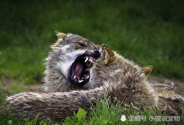 犬科动物战斗力排名,北美灰狼的战斗力到底有