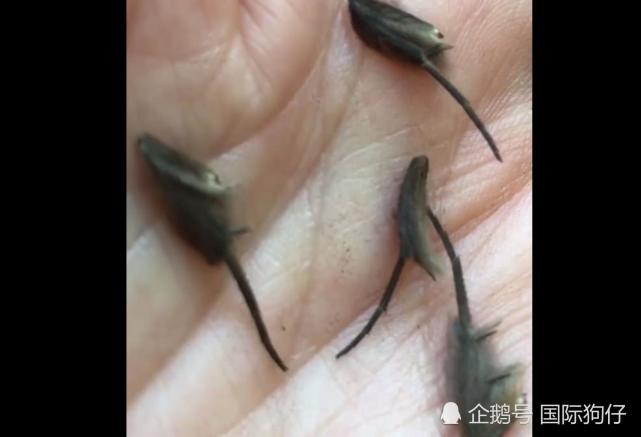 腾讯内容开放平台