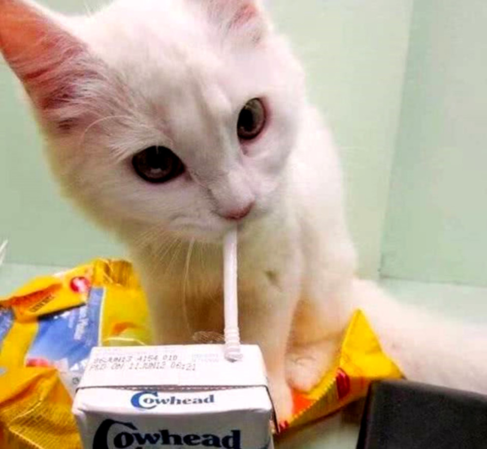 小白猫超级爱喝牛奶,紧紧抱住吸管不放,小模样萌化了少女心