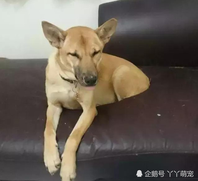 早起发现土狗半截身子没了,刚准备嚎啕大哭,仔细一看却差点气晕
