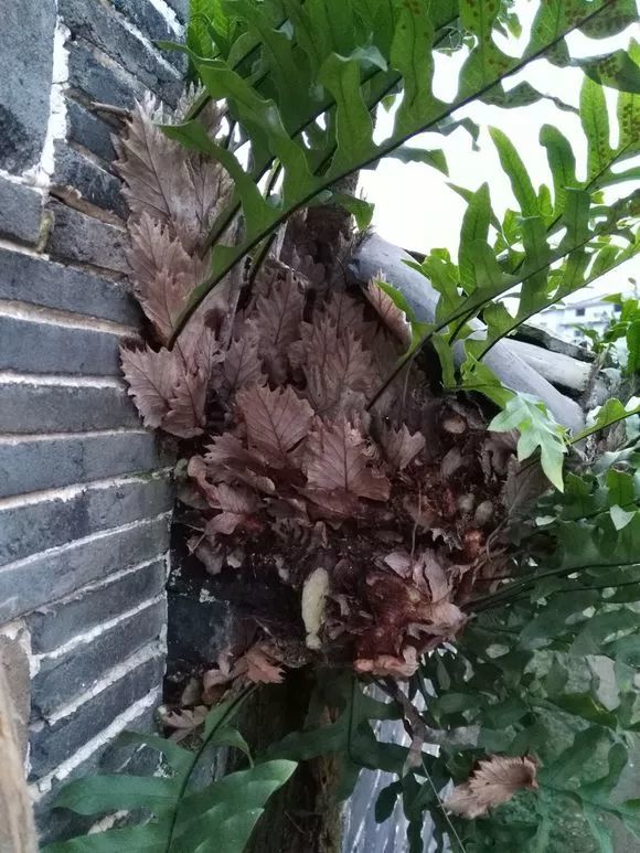 槲蕨在其他地方叫做爬岩姜,崖姜,屋檐姜,也常常叫做"骨碎补",洗净后