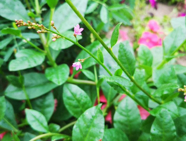 这野草被叫 土人参 它仅农村多见 价值高城里花钱难买着 栌兰 野草 人参