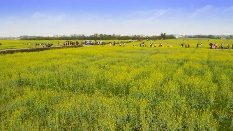 从贫困村到网红村看赤西如何振兴乡村丨网媒看北海