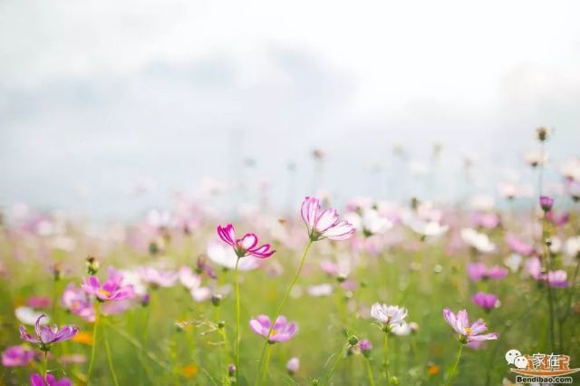 火遍深圳的光明小镇·欢乐田园,怎么去?