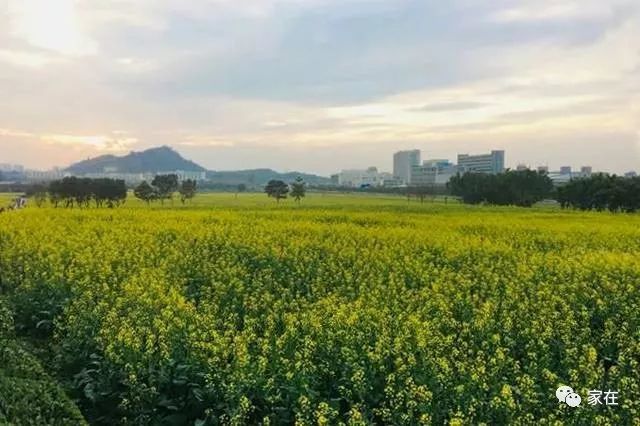 火遍深圳的光明小镇·欢乐田园,怎么去?