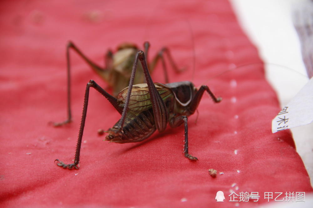 天津街头零下10度卖蝈蝈售价是