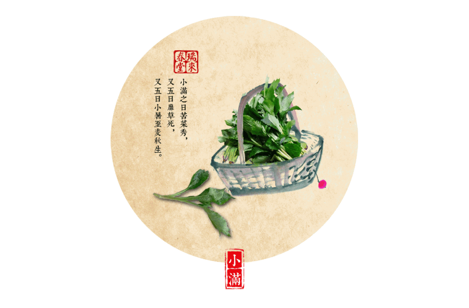 养生推荐 · 苦菜