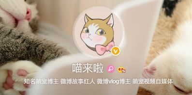 养猫之后我才明白,宠物小精灵里都是真的