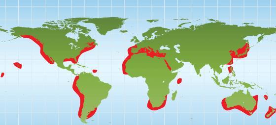 湾鳄与大白鲨谁厉害?专家:不是一个级别的