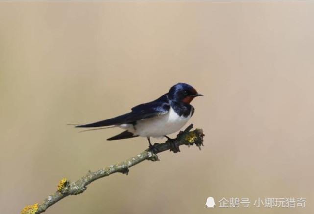 农村常见的燕子从来部落在树上而是落在电线上这是为何