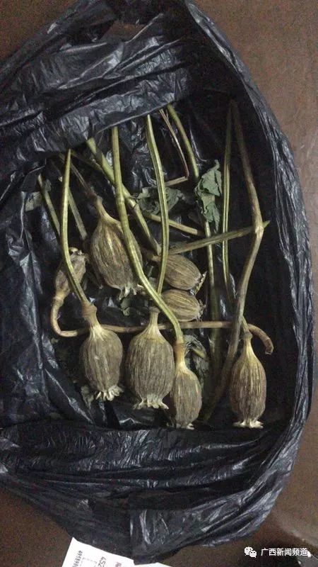 男子携8枚罂粟壳进站,声称我妈给的,拿来补身