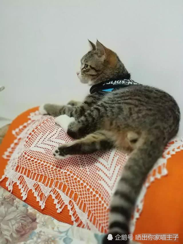 网友过年带猫咪回婆婆家,婆婆嘴上说着不喜欢