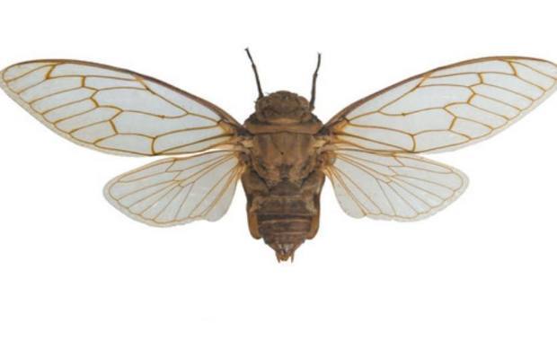 古人上厕所时用啥擦屁屁?中国最文明,英国最