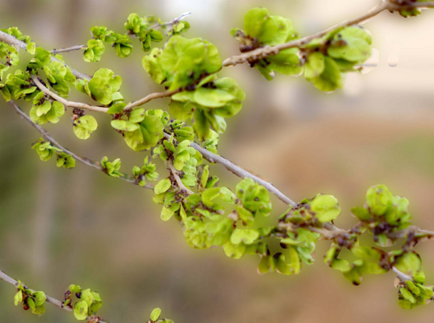 果实|榆钱|健脾