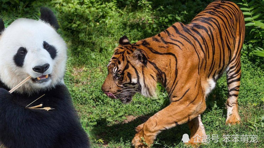 同样是上古猛兽,大熊猫和东北虎单挑谁能赢?大熊猫:借它十个胆