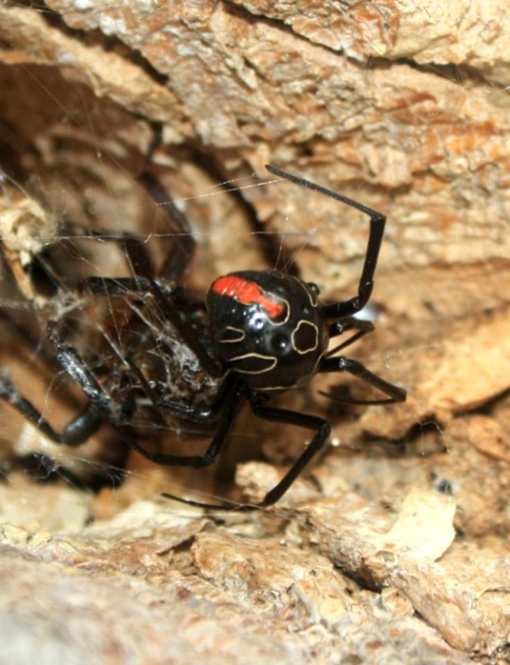 非洲毒蜘蛛图片