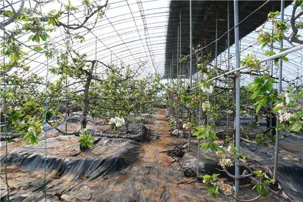 這個階段可以均勻地噴灑菌丹(辛菌胺)或菌之地(過氧乙酸)600倍噴霧