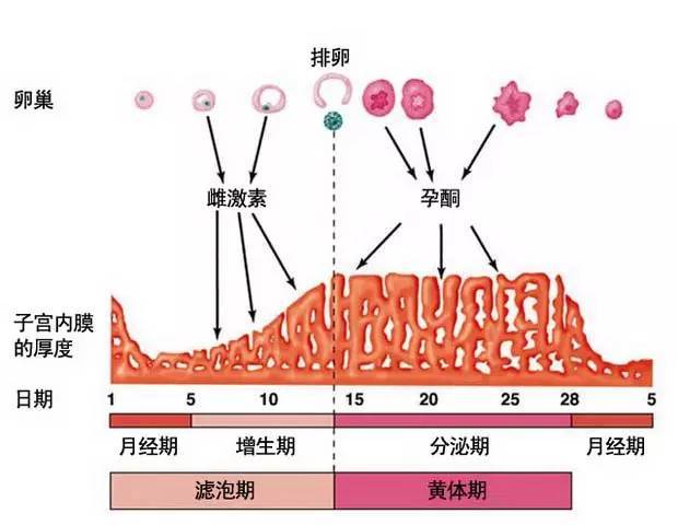 正如皮肤有真皮层和表皮层,子宫内膜也有基底层和功能层