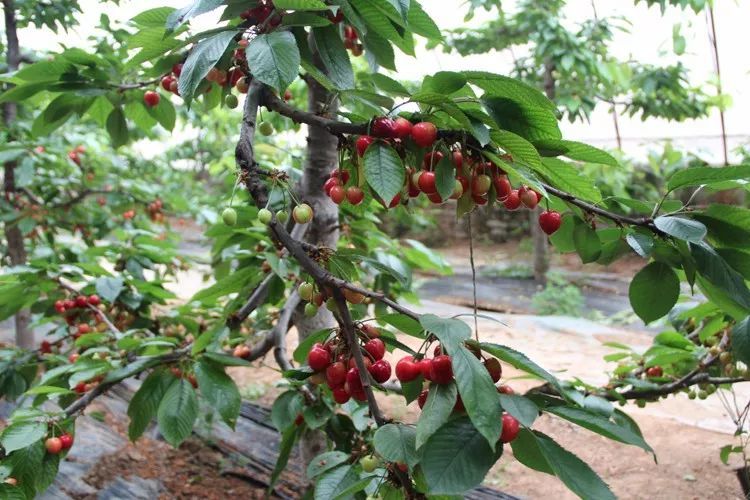 大棚种樱桃,产量高品质好卖价也高!