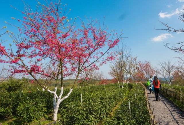 腾讯内容开放平台