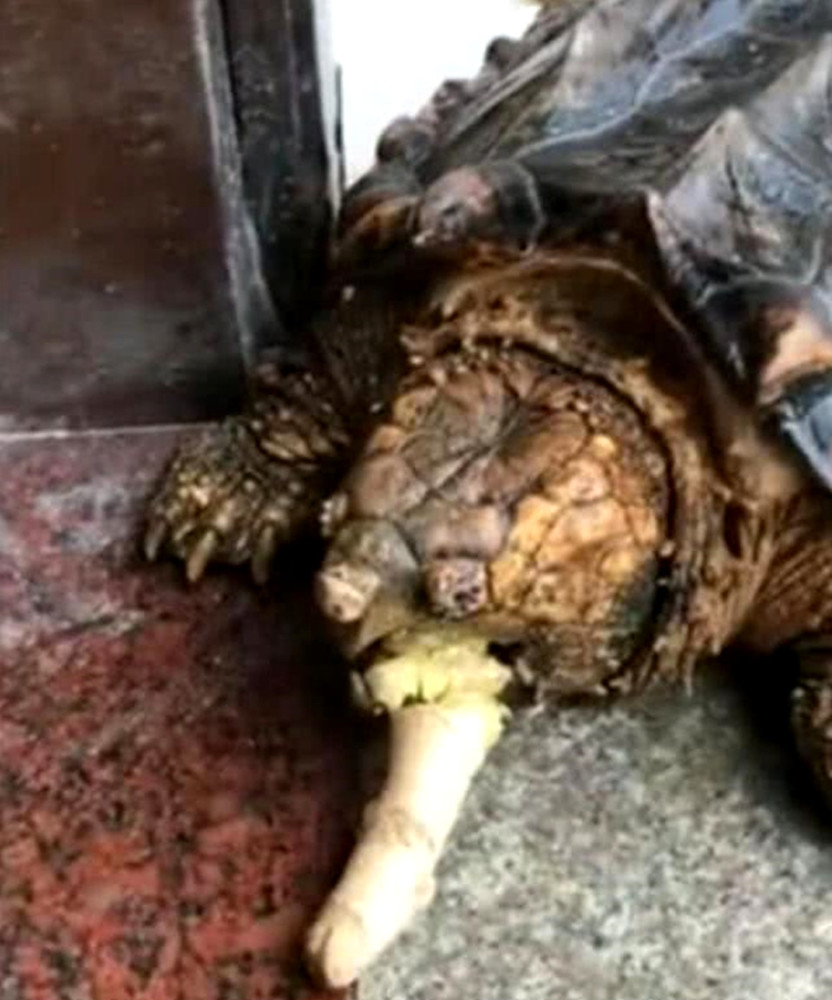鳄龟脾气暴躁爱咬人,小伙为了对付它,想出这招让人十分解气