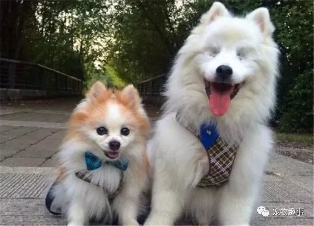 年老博美不幸失明无法生活 小狗主动充当导盲犬 为伙伴指引道路