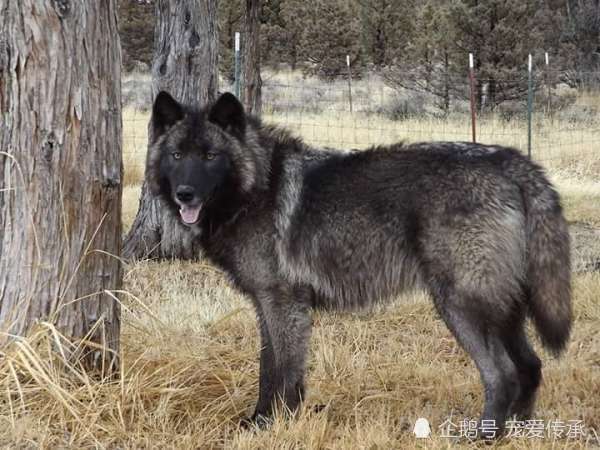 清朝海外通商年间 洋人误将这种猛犬买于中国 成就一代中华名犬