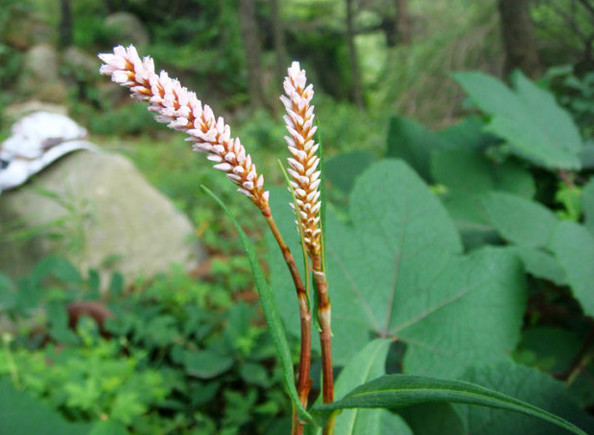 民间称它为刀枪药可用入药价值极高你们有看到过吗