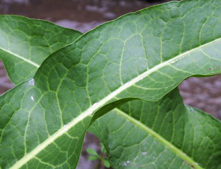 它总被误认是"菠菜,人称"救命王,全株入药价值极宝贵