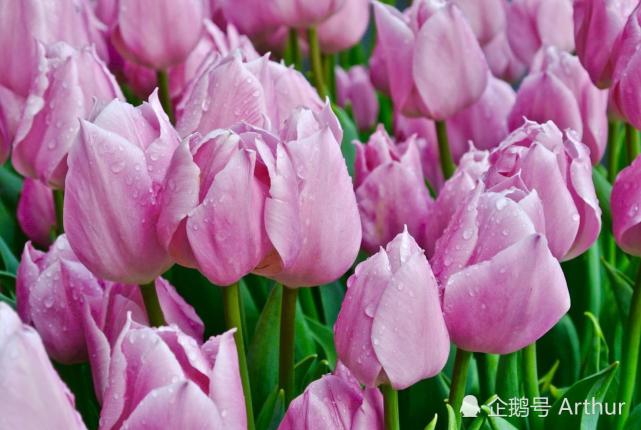 腾讯内容开放平台