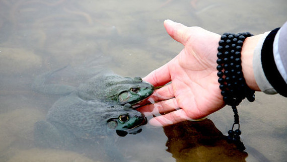简要放生仪轨十步走 这样放生最如法!