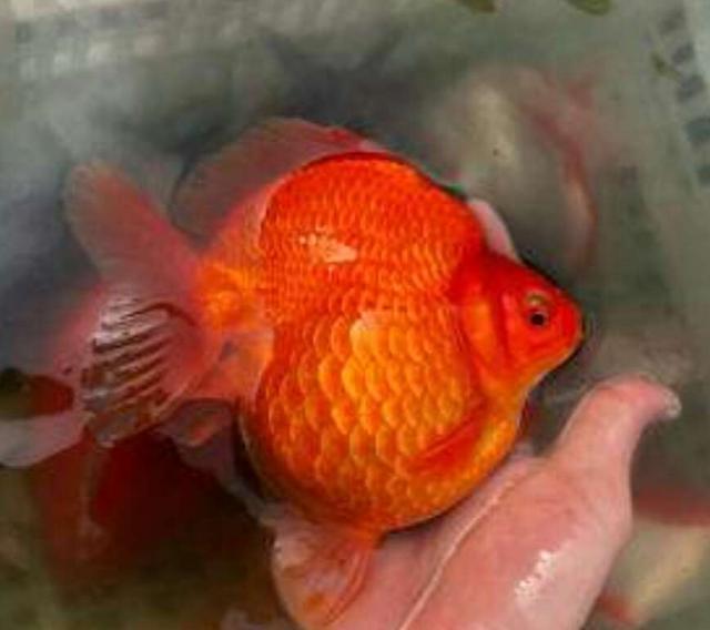 红色系的观赏鱼体色不红除了食物和水质外 还会与哪些因素有关