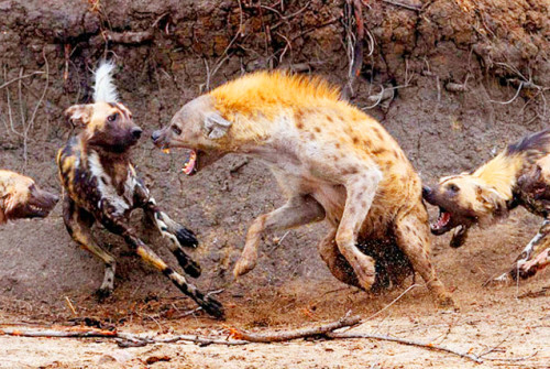 野生藏獒对战非洲鬣狗究竟谁更胜一筹真相让人吃惊