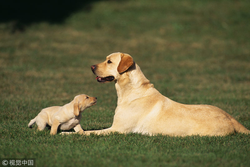 狗狗爬楼梯对腰椎存在伤害 严重会导致狗狗瘫痪 铲屎官们要注意