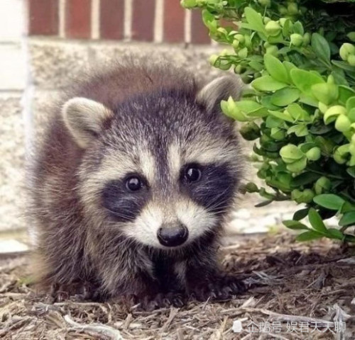 世界最萌动物排行榜,第一名惊呆:唯一一次三次