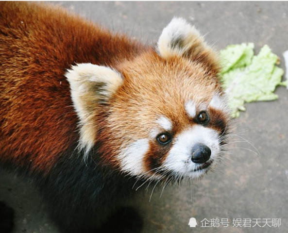 世界最萌动物排行榜,第一名惊呆:唯一一次三次