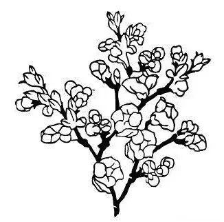 春天广东哪里的黄花风铃木最绚烂一起来云赏花