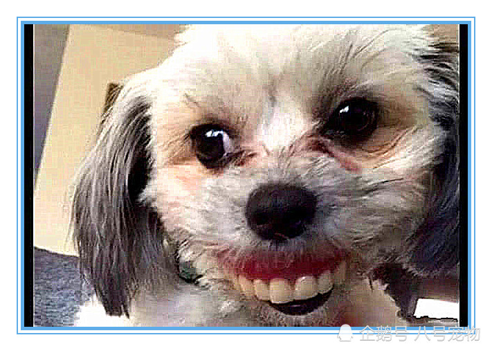 奶奶早起发现假牙"失踪",全家翻找无果,看到狗子瞬间笑出声