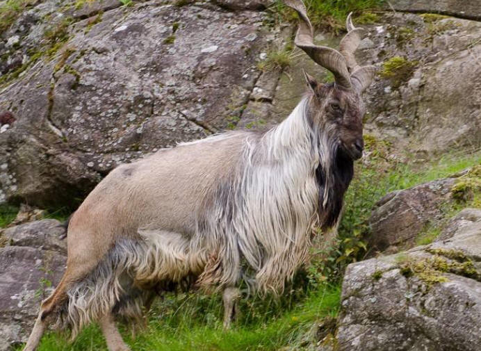 美国富翁为猎杀一只巴基斯坦国兽豪掷11万美元创纪录