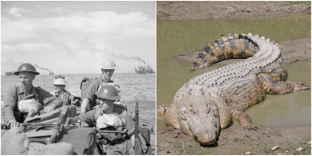 动物在一定数量下甚至可以抗衡军队,湾鳄在二战中杀死了一千多名日军