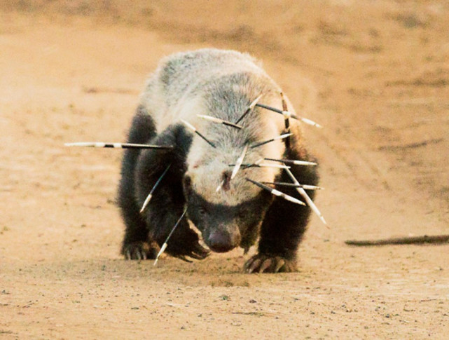 就连勇敢无畏的平头哥在吃完豪猪之后也是一身尖刺,表情非常的痛苦和