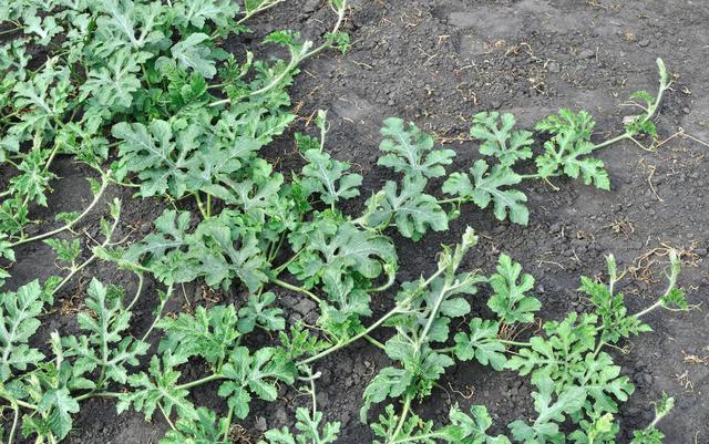 西瓜嫁接栽培作用及砧木种类