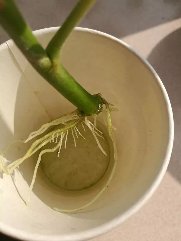 别养绿萝吊兰了3种花剪根枝插水里能活开花一大片